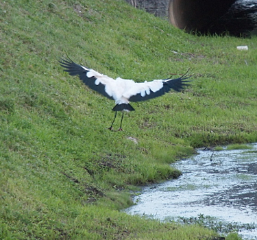 [Same bird as it gets closer to the ground beside the water. Wings are still outstretched and all black feathers are visible at the tips of the wings. The inner part of the bird is white.]